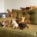 CATBAL