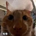 帕鲁猫