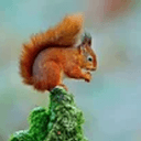 Squirrels