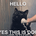 CALLCAT