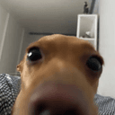 Laeula