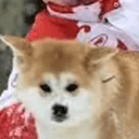 Yume