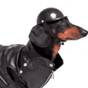 irsdog