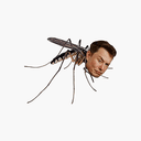 Muskito