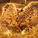 cheetahs