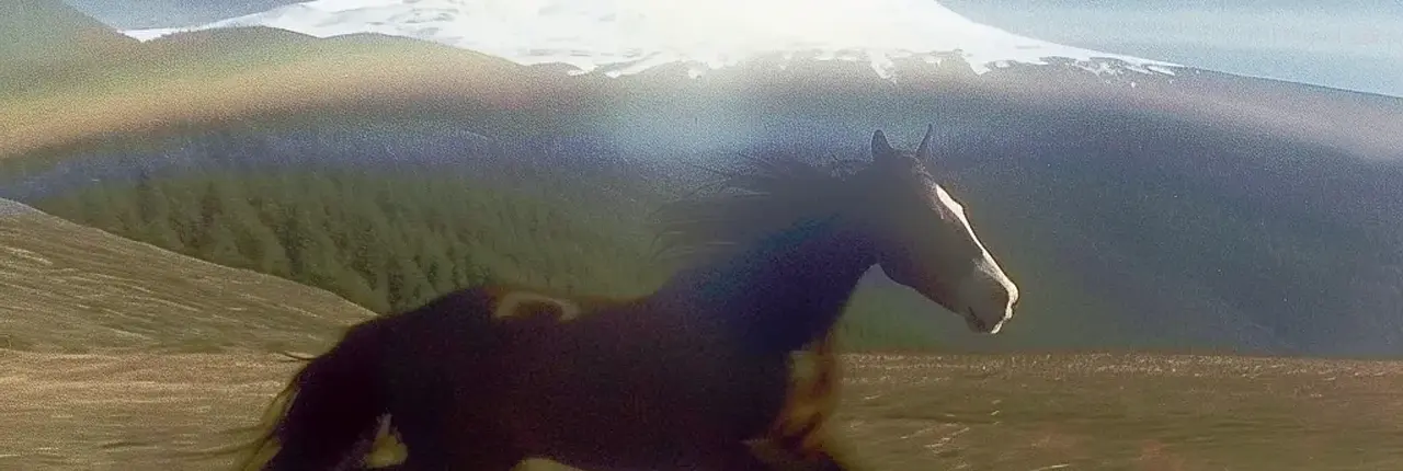 horse Banner