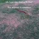 WHIITETAIL