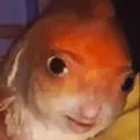 fih
