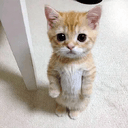 JIMMY
