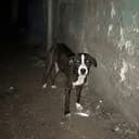 REBECA