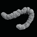 Coprolite