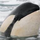 ORCA