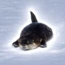 OTTER