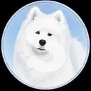 Samoyed