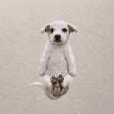 polar