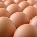 SALMONELLA