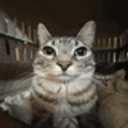 ZAZU