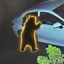 CRIMEBEAR