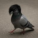 pigeon