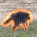 Jimothy