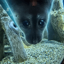 Seal