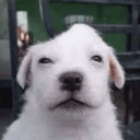 deg