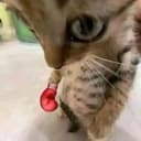 拳击猫