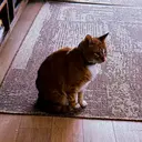 Hobbes