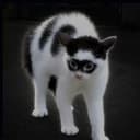 $catman