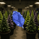 WEED