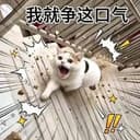 犟种猫