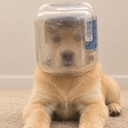 Jarhead