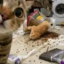DISASTERCAT