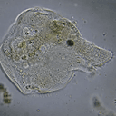 Inumorph