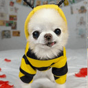 beedog