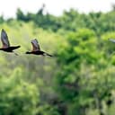 IBIS