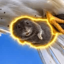 VOLE
