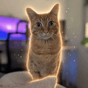 biscuit