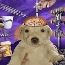 BDOG