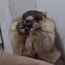 YêuYêu