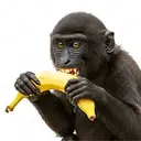 APE