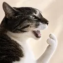 TALKCAT