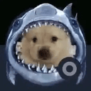 SharkDog