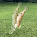 auradeer