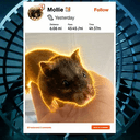MOLLIE
