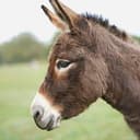 DONK