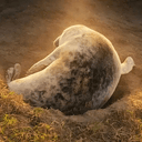 Goonseal