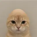 catwifout