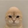 catwifout