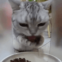 ODDCAT